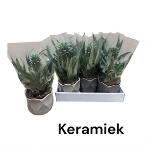 ANANAS OV