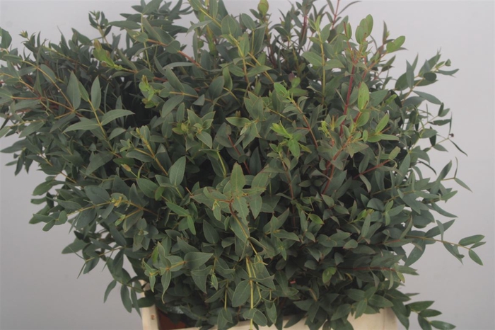 <h4>Euc Parvifolia Per Bunch 150 Gram S U P E R</h4>