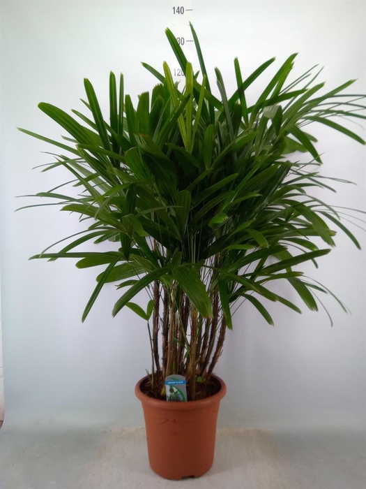 <h4>Rhapis excelsa</h4>