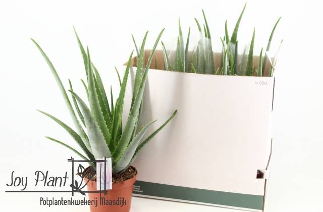 <h4>ALOE VERA</h4>