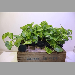 Epipr Aureum