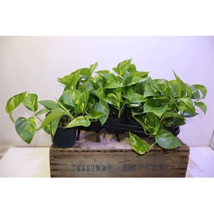 Epipr Aureum