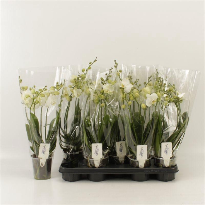 <h4>PHAL AN INVERNESS</h4>