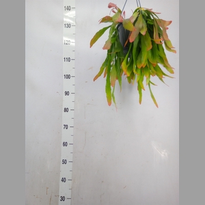 Pseudorhipsalis ramulosa