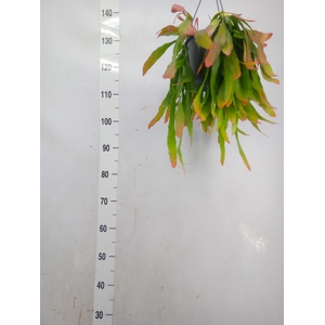 Pseudorhipsalis ramulosa