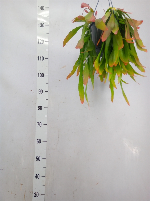 <h4>Pseudorhipsalis ramulosa</h4>