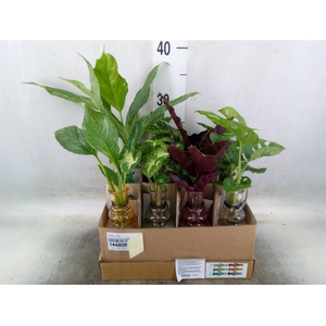 Planten  ..mix