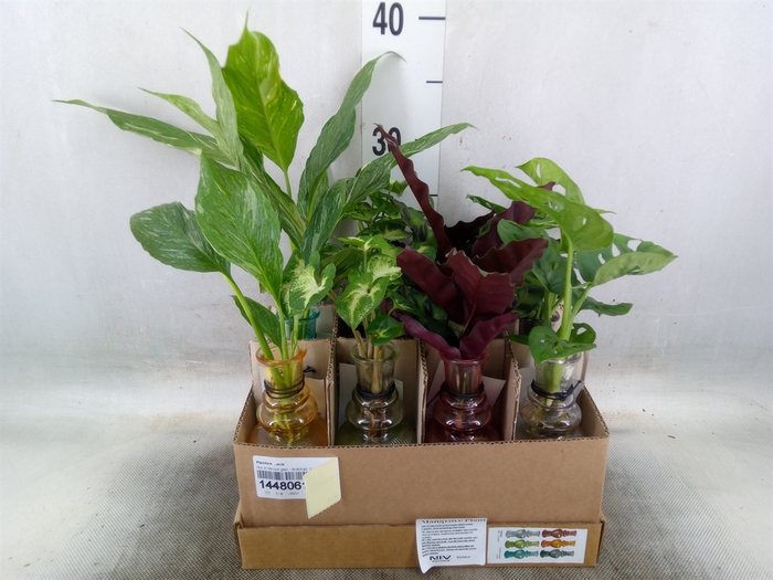 <h4>Planten  ..mix</h4>