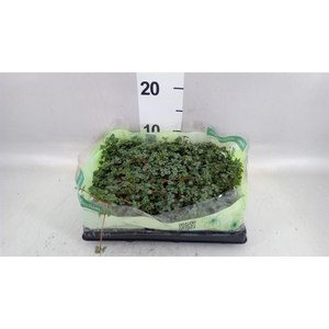 Pilea   ...mix