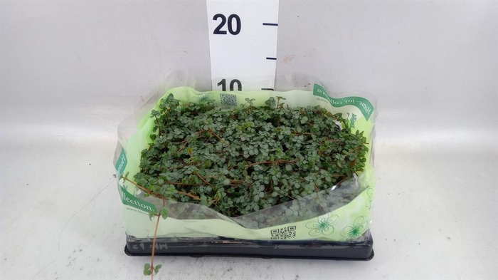 <h4>Pilea   ...mix</h4>