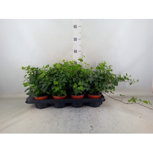 Hedera helix 'Wonder'