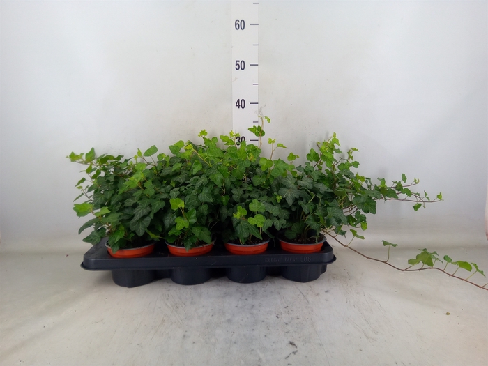 <h4>Hedera helix 'Wonder'</h4>