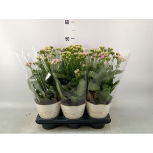 Kalanchoe  'RoseFlow Graceful Pink'