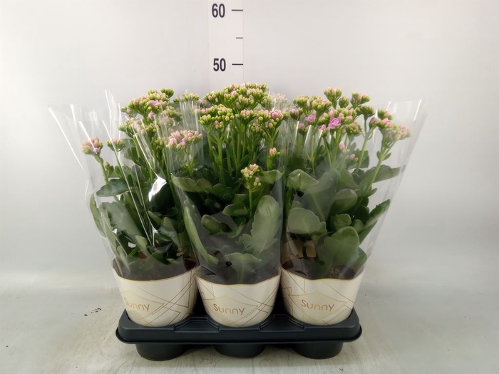 <h4>Kalanchoe  'RoseFlow Graceful Pink'</h4>