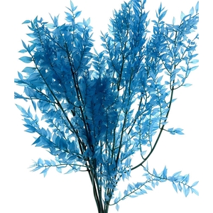 Pres Ruscus Soft Bleached Aquamarine Per Stem