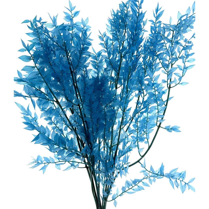 <h4>Pres Ruscus Soft Bleached Aquamarine Per Stem</h4>