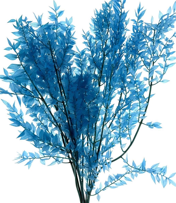 <h4>Pres Ruscus Soft Bleached Aquamarine Per Stem</h4>