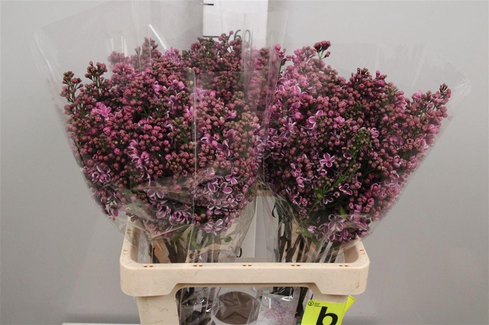 <h4>Syr V Sensation 4+</h4>