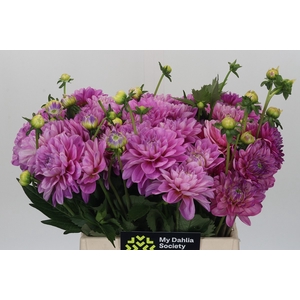 Dahlia Purple Onesta