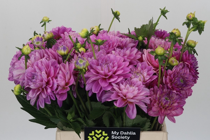 Dahlia Purple Onesta