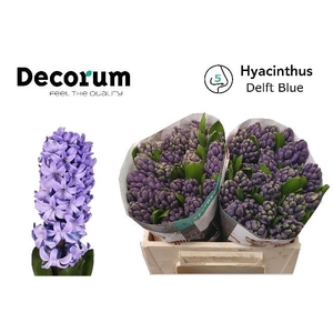 HYAC DELFT BLUE