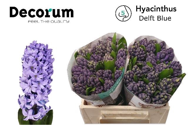 HYAC DELFT BLUE