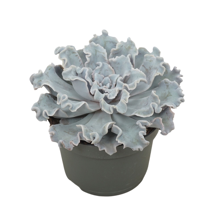 <h4>Echeveria   ...</h4>