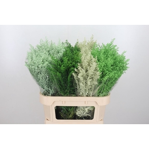 Solidago Kl Bh Groen Mix