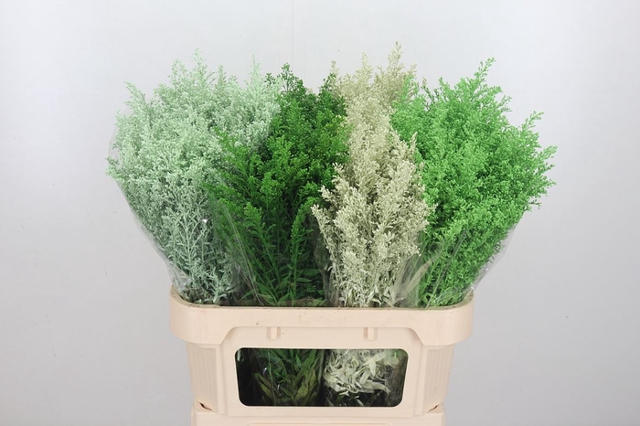 Solidago Kl Bh Groen Mix