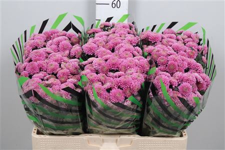<h4>Chr S Ellison Pink</h4>