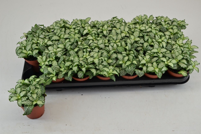 Fittonia Mosaic White Tiger