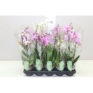 Phal Multifl Mix 2 Tak