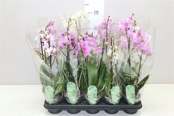 <h4>Phal Multifl Mix 2 Tak</h4>