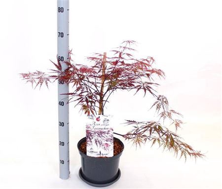 <h4>Acer Pa Firecracker</h4>