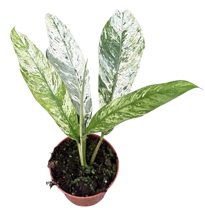 <h4>Rhaphidophora Foraminifera Marble</h4>