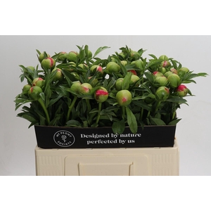 Paeonia Coral Sunset