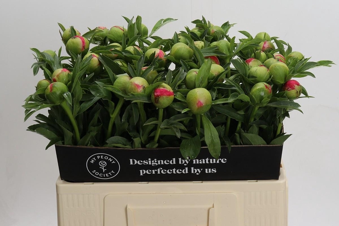 <h4>Paeonia Coral Sunset</h4>