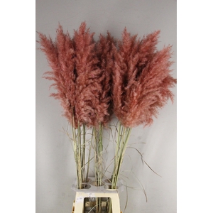 DF Pampas 115cm Old Pink