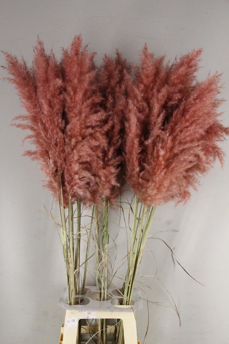 <h4>DF Pampas 115cm Old Pink</h4>