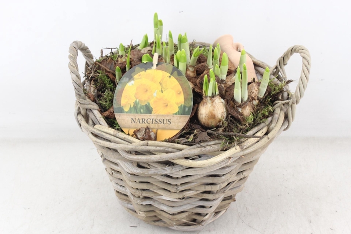 <h4>arr4 Narcis PL - Kubumand hoog x2</h4>