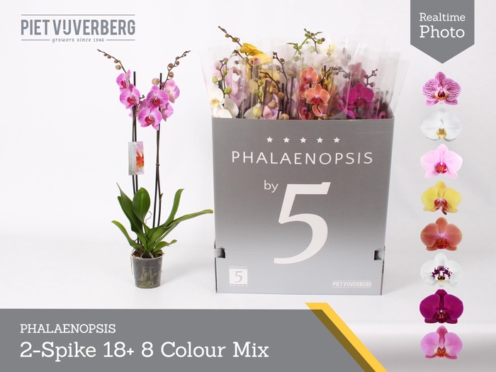 <h4>PHAL GEM 8 KL</h4>