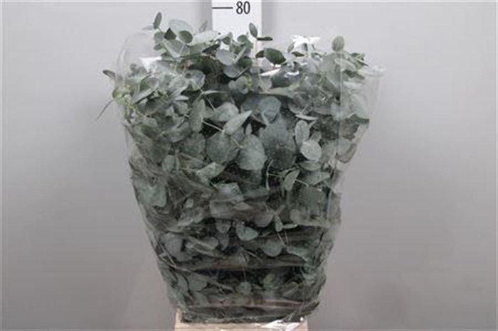 <h4>Euca Cinerea Per Bunch 200 Gram Extra</h4>