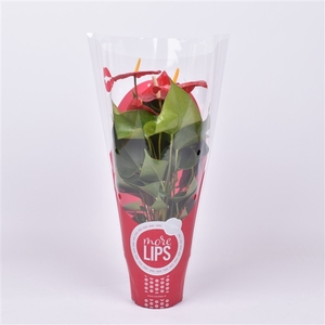 Morelips® Anthurium Everio in Showhoes