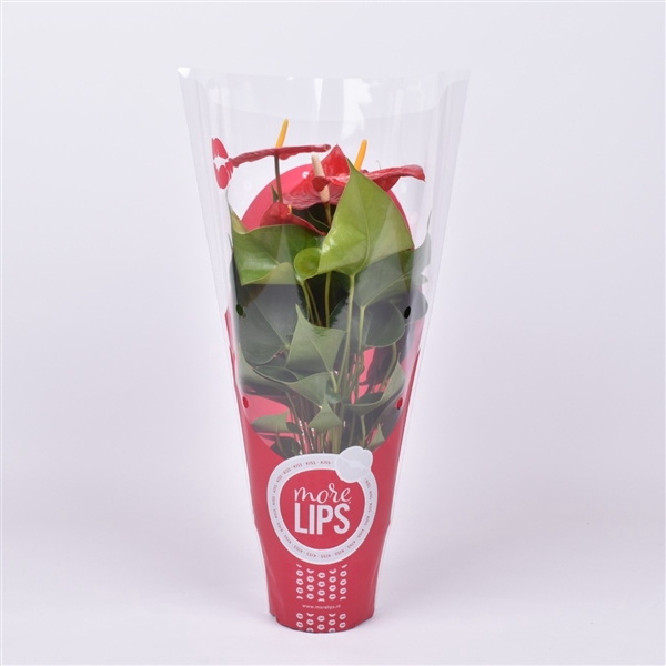 <h4>Morelips® Anthurium Everio in Showhoes</h4>