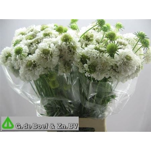 Scab At F Scoop Whit 75cm