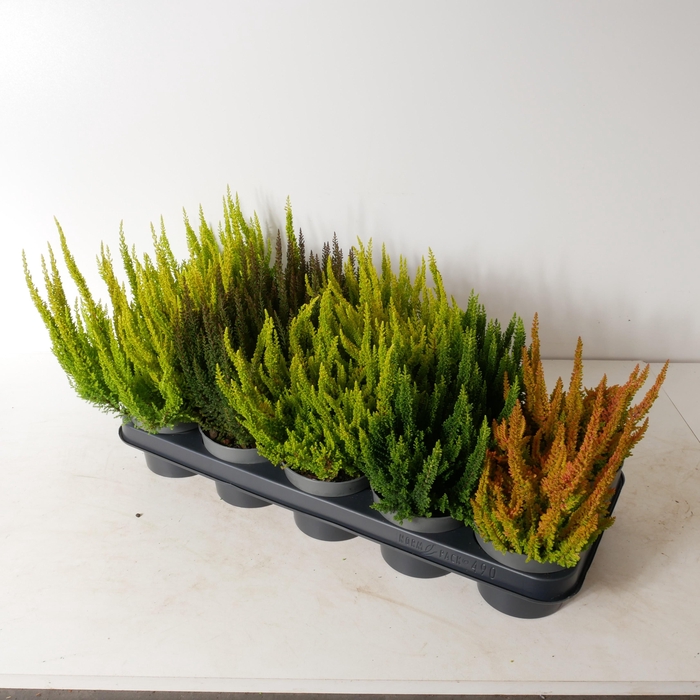 <h4>Calluna vulgaris 'Beauty Ladies' Skyline P12 Mix (1 kleur in tray)</h4>