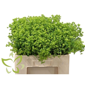 ALCHEMILLA MOLLIS ROBUSTICA#