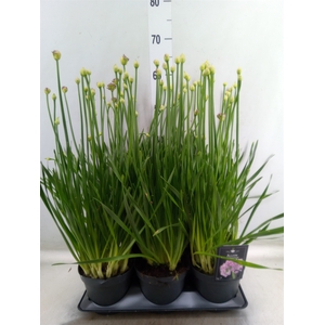 Allium  'Millenium'