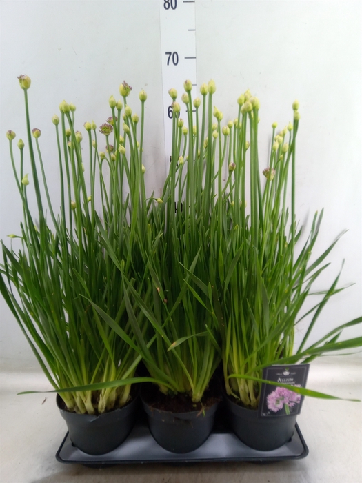 <h4>Allium  'Millenium'</h4>