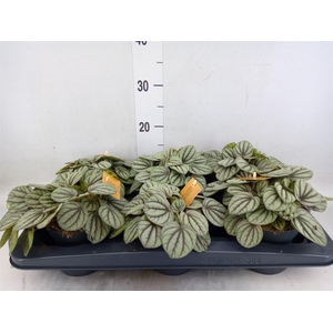 Peperomia